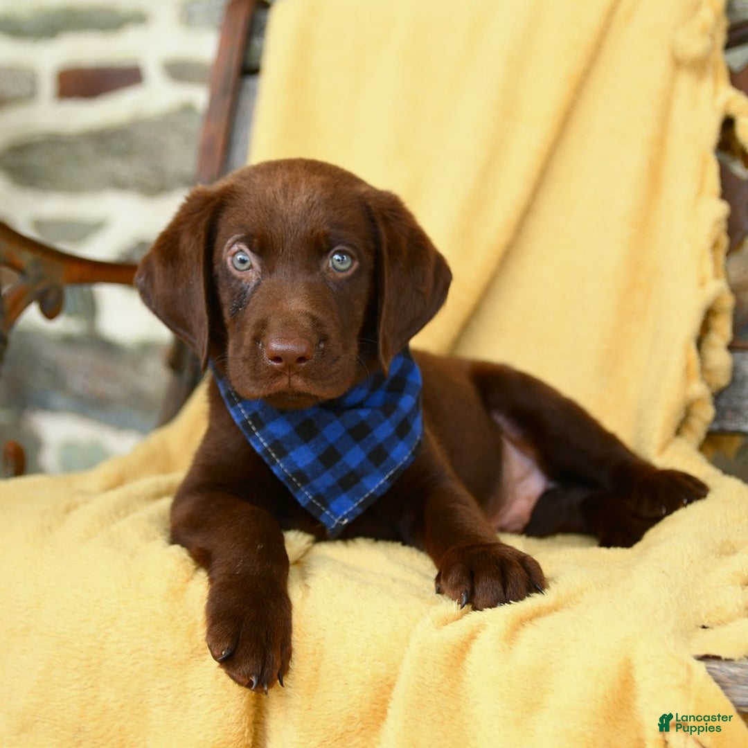 Labrador Retriever dogs for sale: Caleb - Image 1