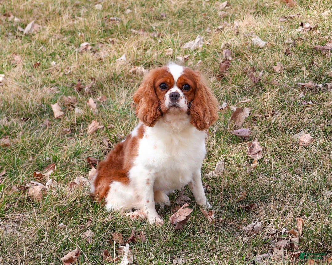 Cavalier King Charles Spaniel dogs for sale: Kyser - Image 5