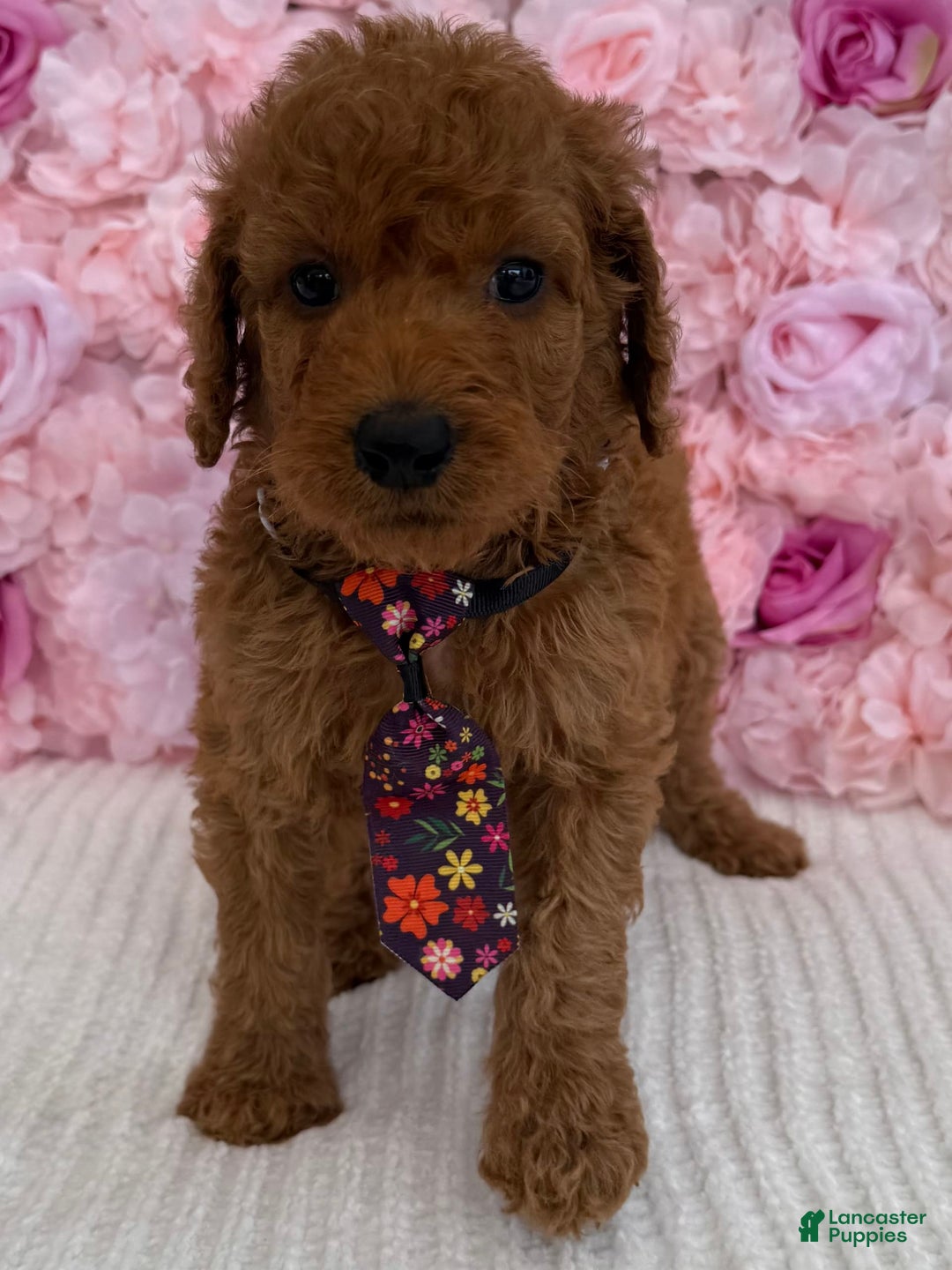 Standard Poodle dogs for sale: Tony AKC - Image 1
