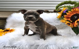 Frenchton dogs for sale: Gus - Image 6