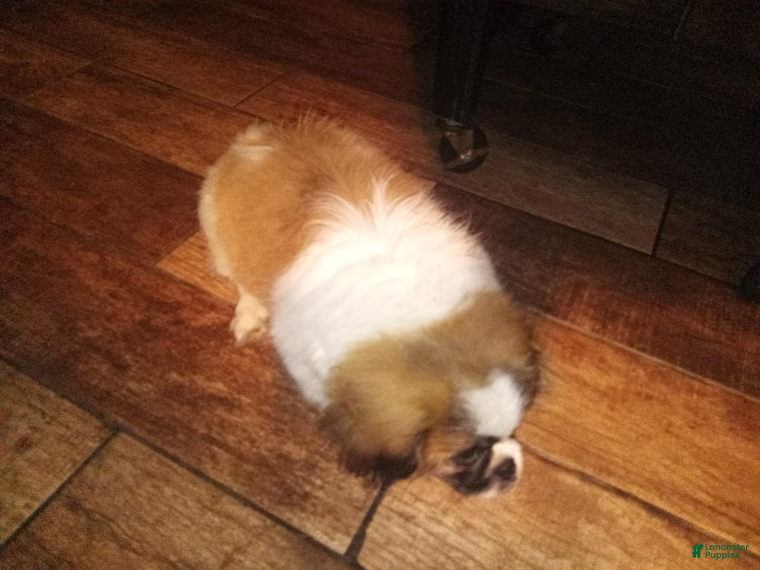 Pekingese dogs for sale: Charlie - Image 5
