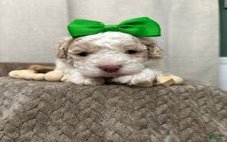 Cavapoo dogs for sale: Biscotti - Image 1