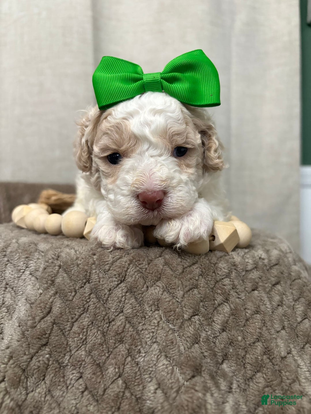 Cavapoo dogs for sale: Biscotti - Image 1