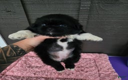 Pekingese dogs for sale: Clarice - Image 8