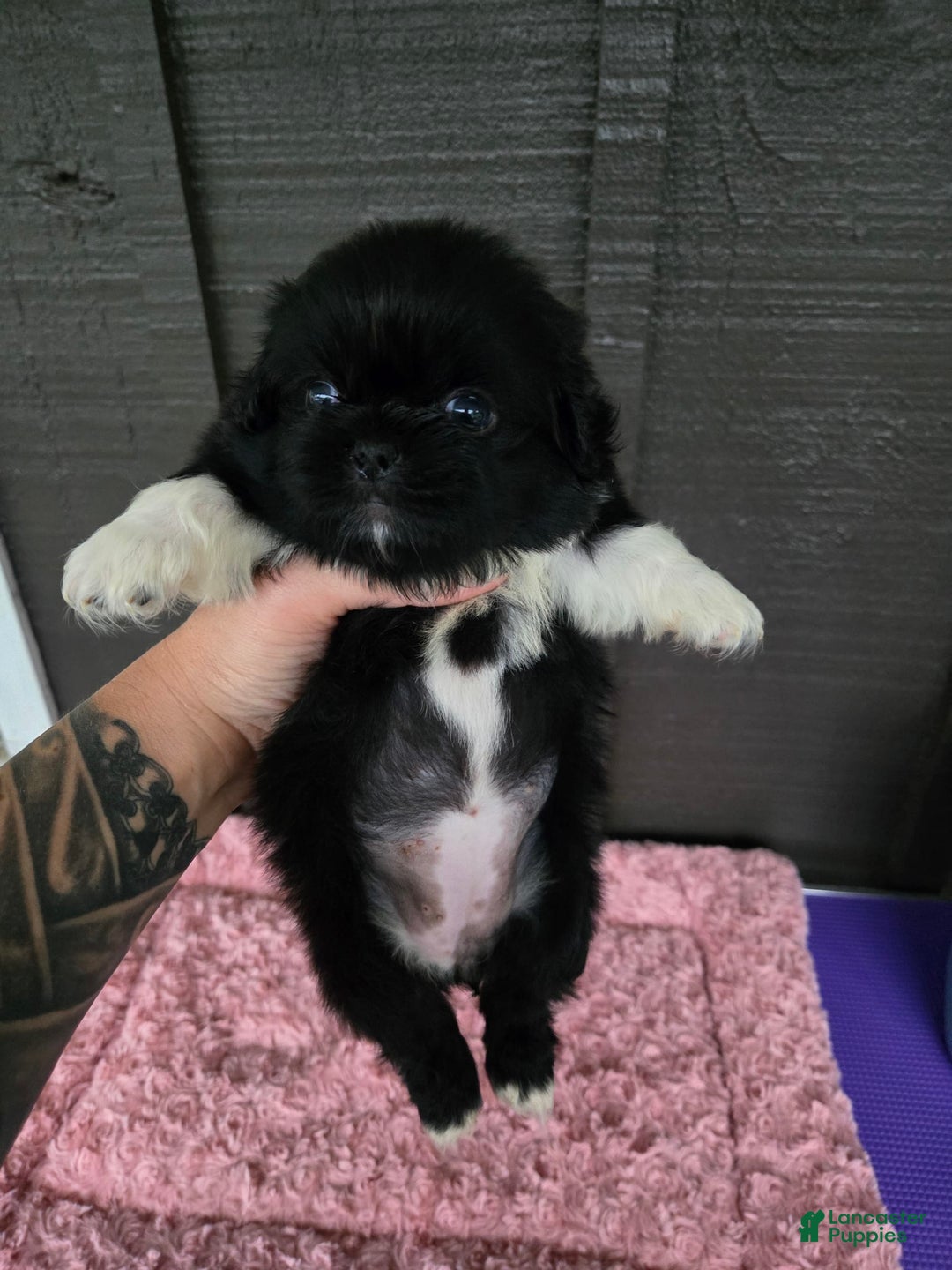 Pekingese dogs for sale: Clarice - Image 8