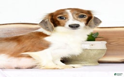 Miniature Dachshund dogs for sale: Arrow - Image 10