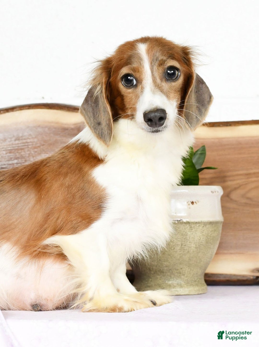 Miniature Dachshund dogs for sale: Arrow - Image 10