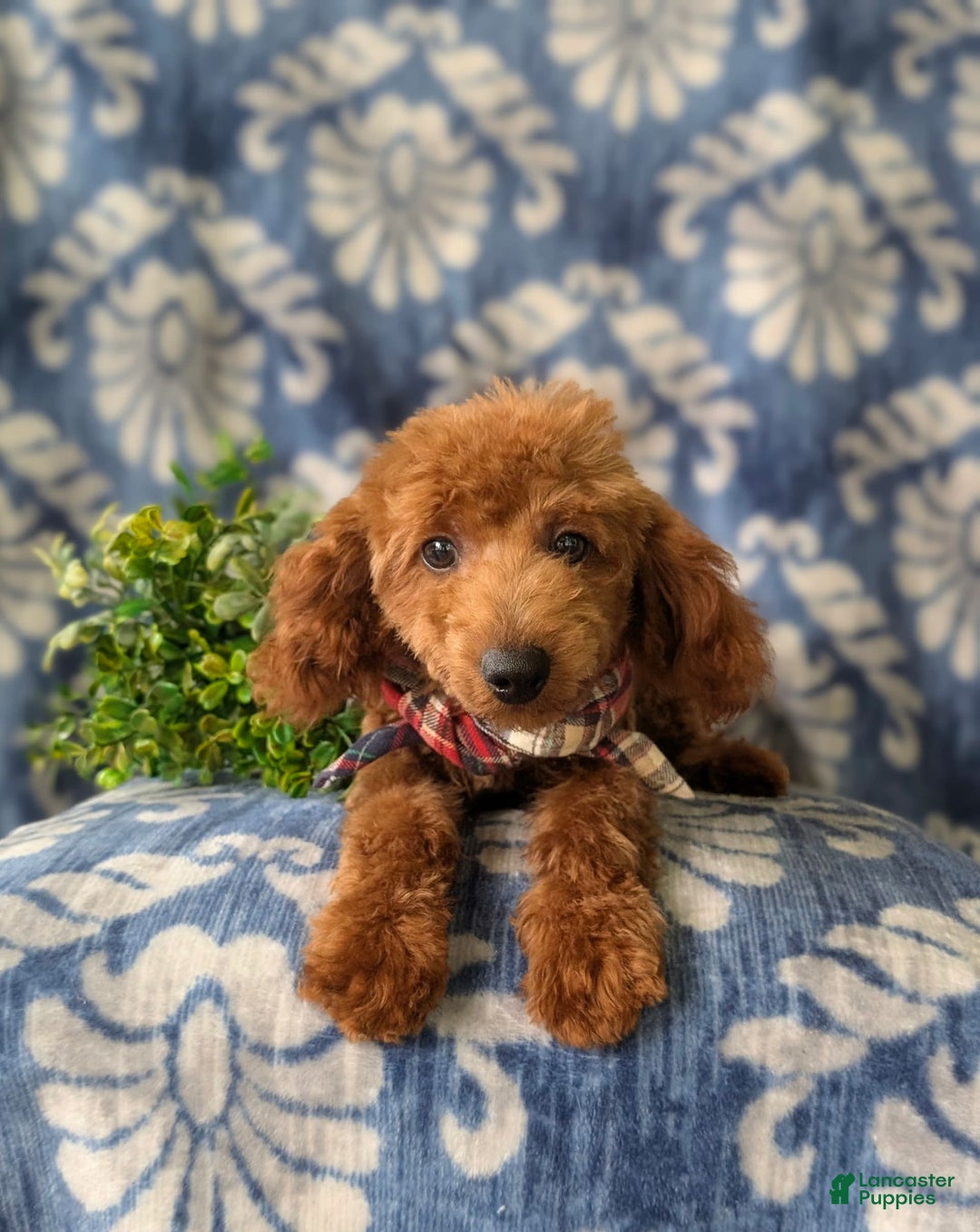 Toy Poodle dogs for sale: Duncan - Image 6