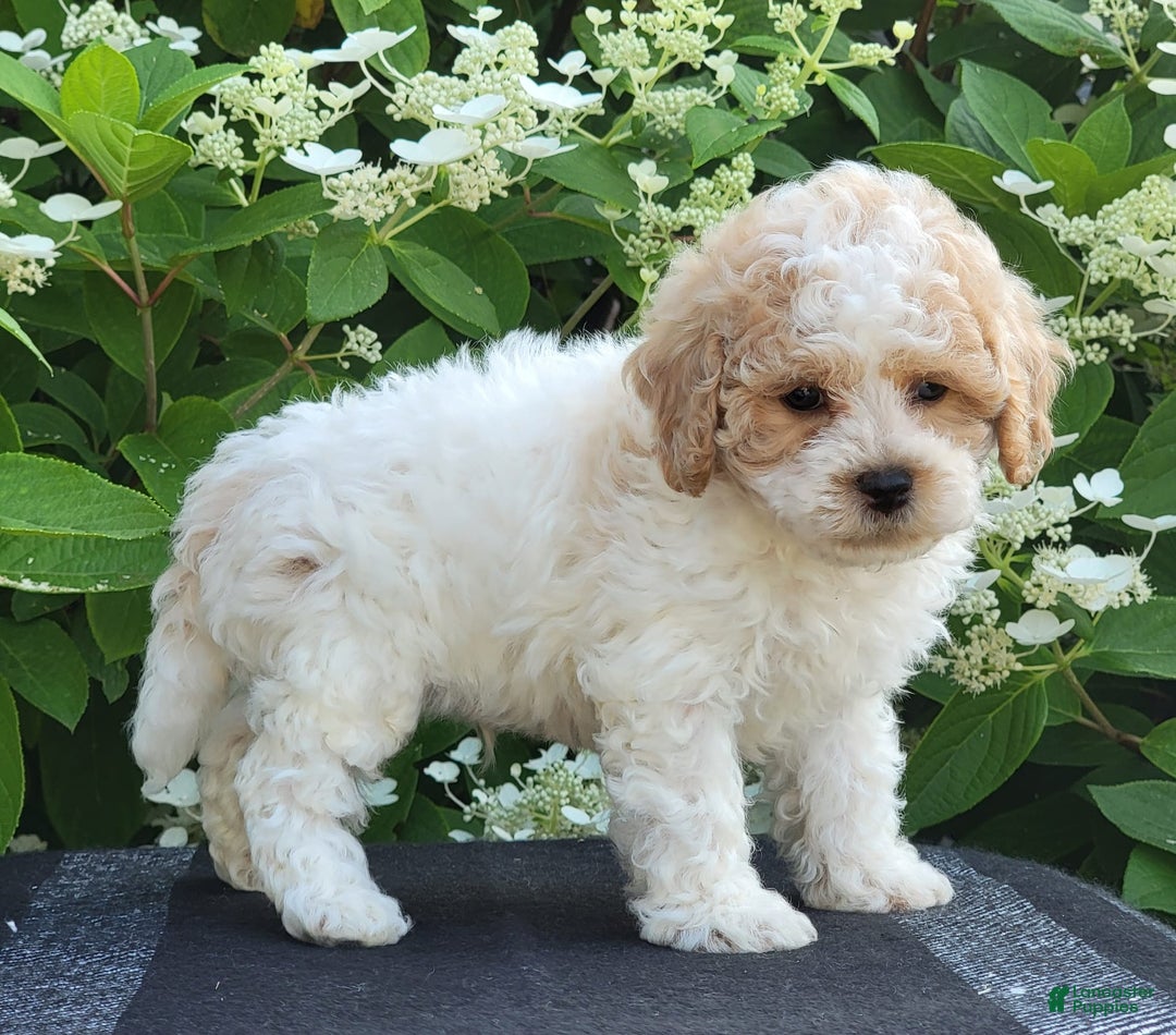 Bichpoo dogs for sale: Jet - Image 3