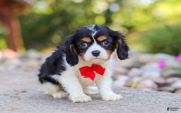 Cavalier King Charles Spaniel dogs for sale: Tucker - Image 3