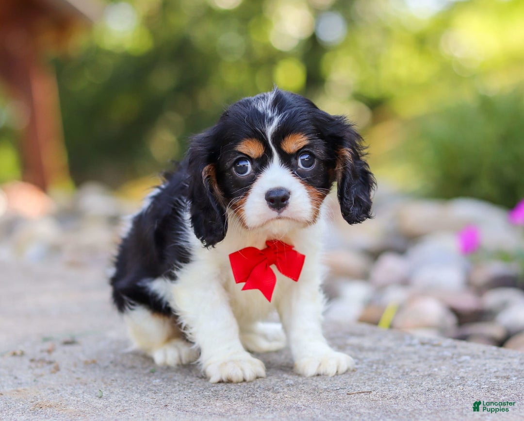 Cavalier King Charles Spaniel dogs for sale: Tucker - Image 3