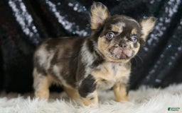 French Bulldog dogs for sale: Truffle - Image 2