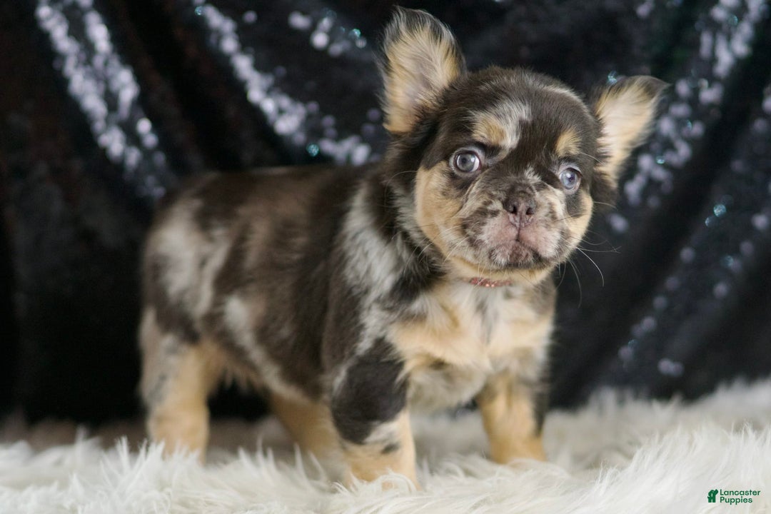 French Bulldog dogs for sale: Truffle - Image 2
