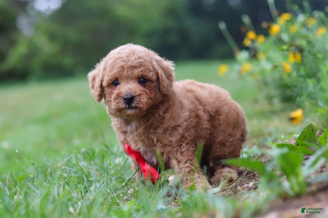 Maltipoo dogs for sale: Shiloh - Image 13