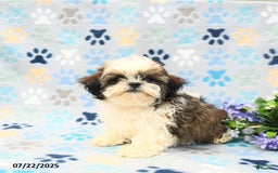Shih Tzu dogs for sale: Parker - Image 2