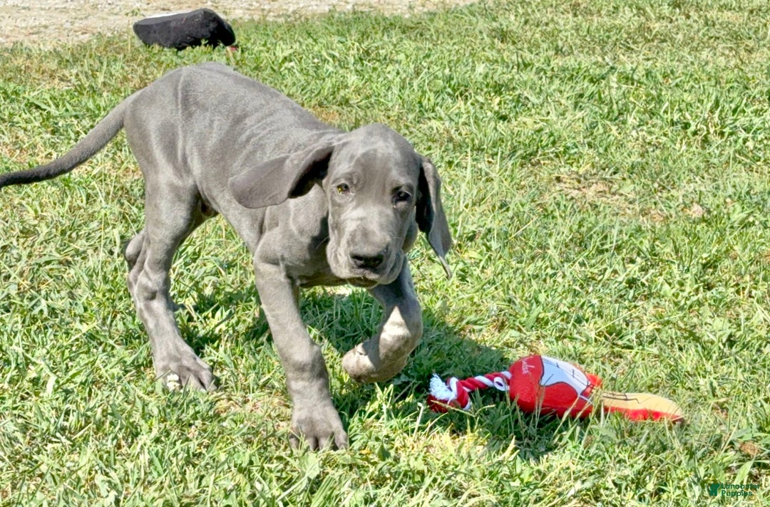 Great Dane dogs for sale: Evan - Image 4