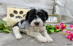 Miniature Poodle dogs for sale: Tobias - Image 5