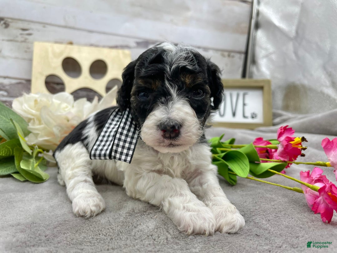 Miniature Poodle dogs for sale: Tobias - Image 5