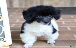 Miniature Poodle dogs for sale: Nugget - Image 23