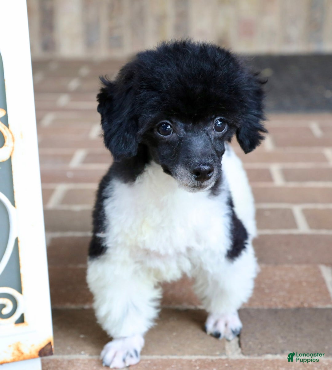 Miniature Poodle dogs for sale: Nugget - Image 23