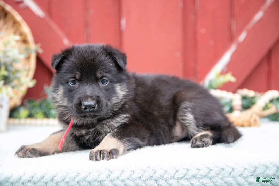 German Shepherd dogs for sale: Skipper - Image 2