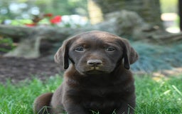 Labrador Retriever dogs for sale: Whisper - Image 8