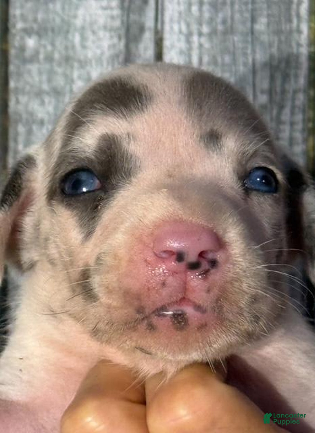 Great Dane dogs for sale: Iris - Blue Harlequin - Image 3