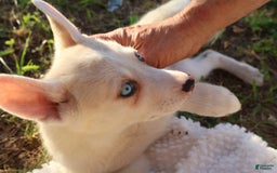 Gerberian Shepsky dogs for sale: Princess - Image 3