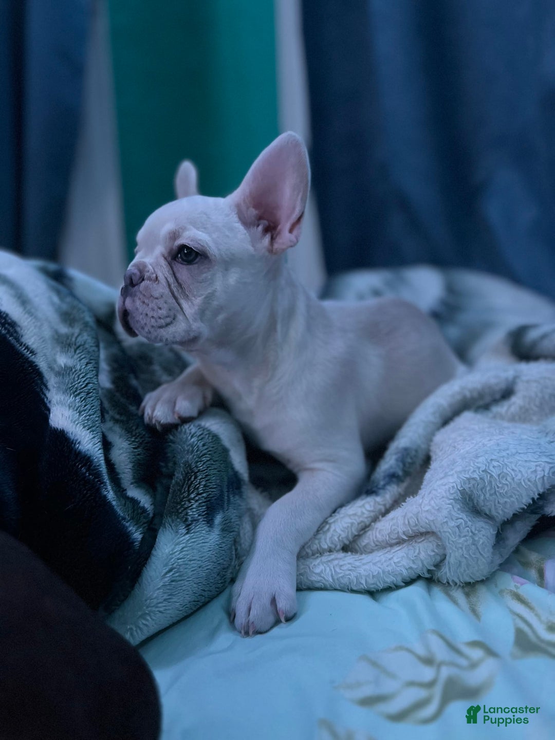 French Bulldog dogs for sale: Lucy - Image 6