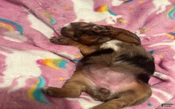 Yorkshire Terrier dogs for sale: Patty - Image 4