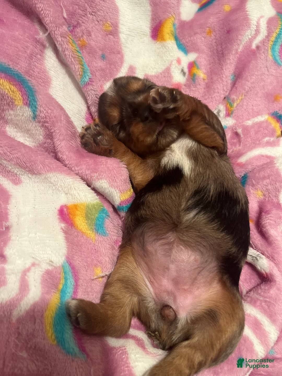 Yorkshire Terrier dogs for sale: Patty - Image 4