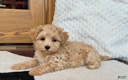 Maltipoo dogs for sale: Sissy - Image 2