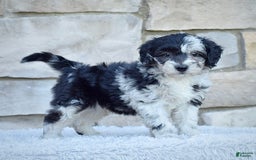 Mini Goldendoodle dogs for sale: Mr. Marley - Image 4