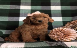  dogs for sale: Mini Goldendoodle 4 puppies - Image 13