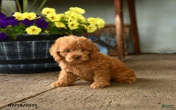 Cockapoo dogs for sale: Munchkin - Image 2