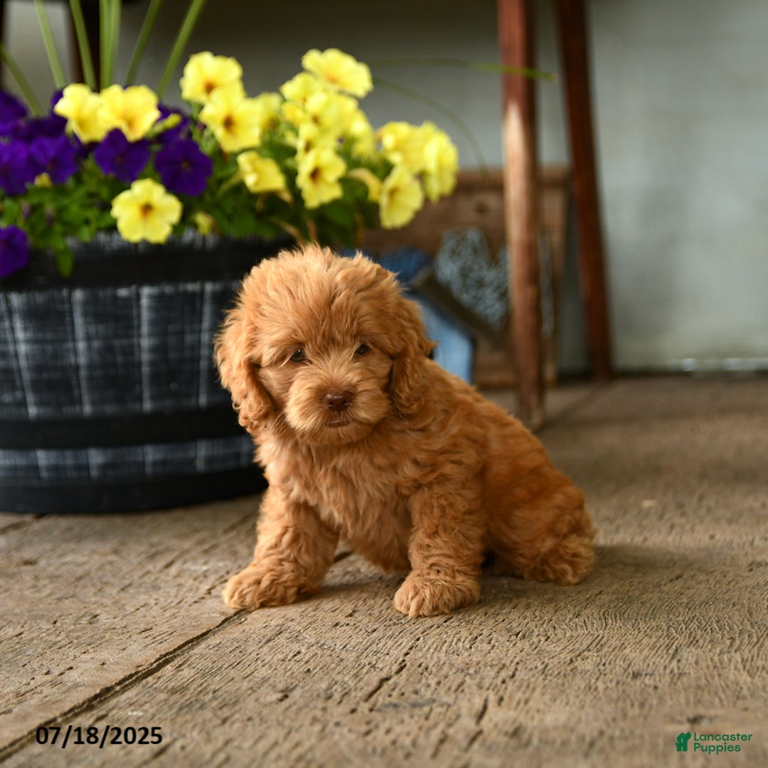 Cockapoo dogs for sale: Munchkin - Image 2