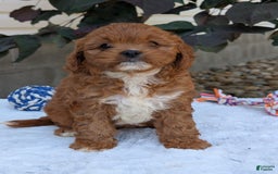 Cavapoo dogs for sale: Sara - Image 6