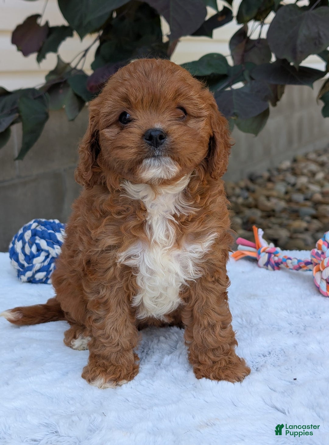Cavapoo dogs for sale: Sara - Image 6