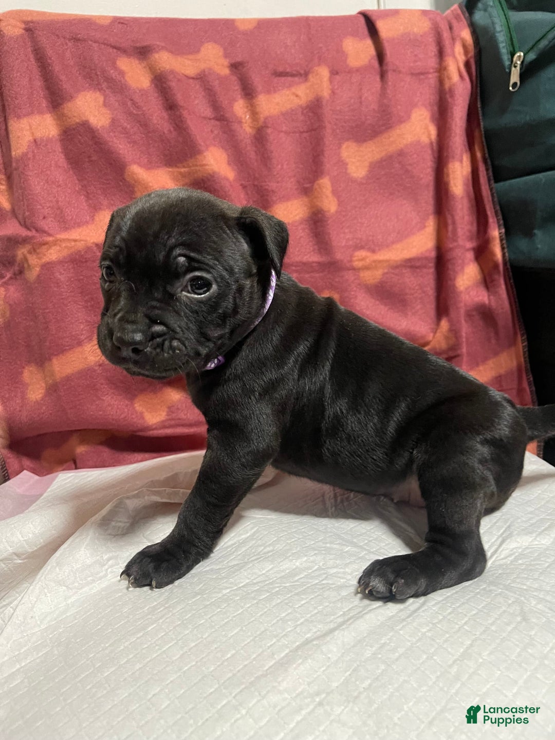 American Bully dogs for sale: Nairobi - Image 2