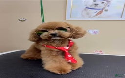 Toy Poodle dogs for stud: Alvin - Image 1