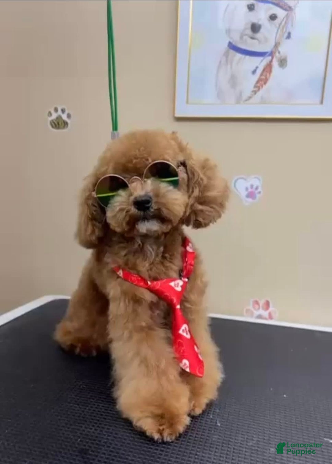 Toy Poodle dogs for stud: Alvin - Image 1