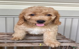 Labradoodle dogs for sale: Rusty - Image 15