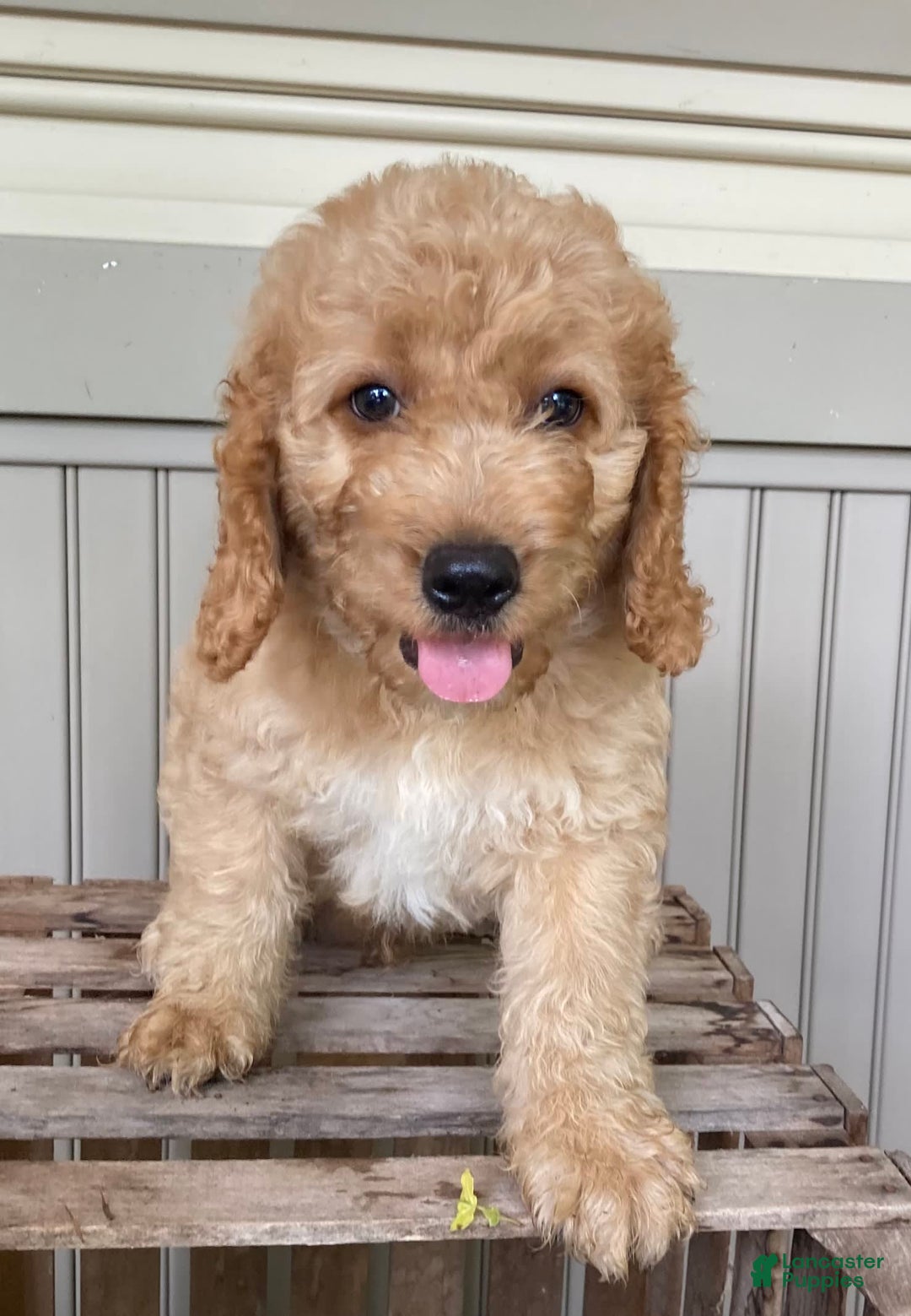 Labradoodle dogs for sale: Rusty - Image 15