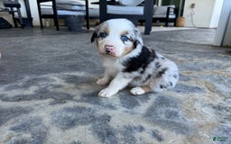 Australian Shepherd dogs for sale: Yellow Collar - Image 2