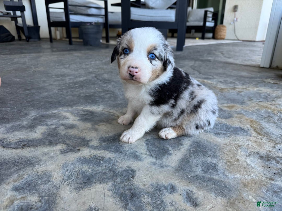 Australian Shepherd dogs for sale: Yellow Collar - Image 2