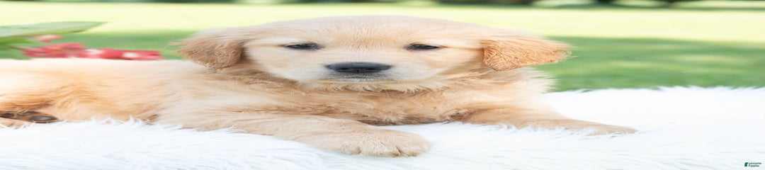 Gloria