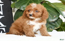 Cavapoo dogs for sale: Ernesto - Image 5