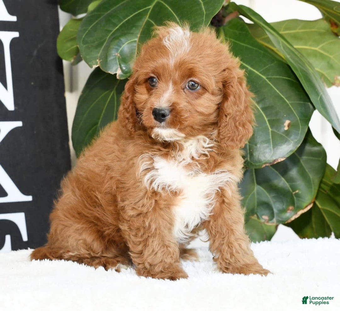 Cavapoo dogs for sale: Ernesto - Image 5