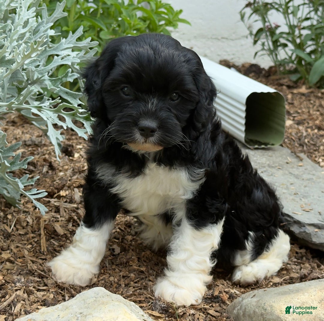 Cavapoo dogs for sale: Cassie - Image 2