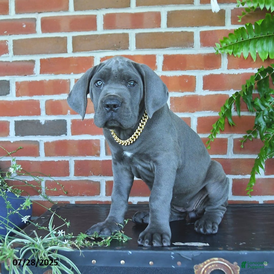 Cane Corso dogs for sale: Jasmine - Image 2